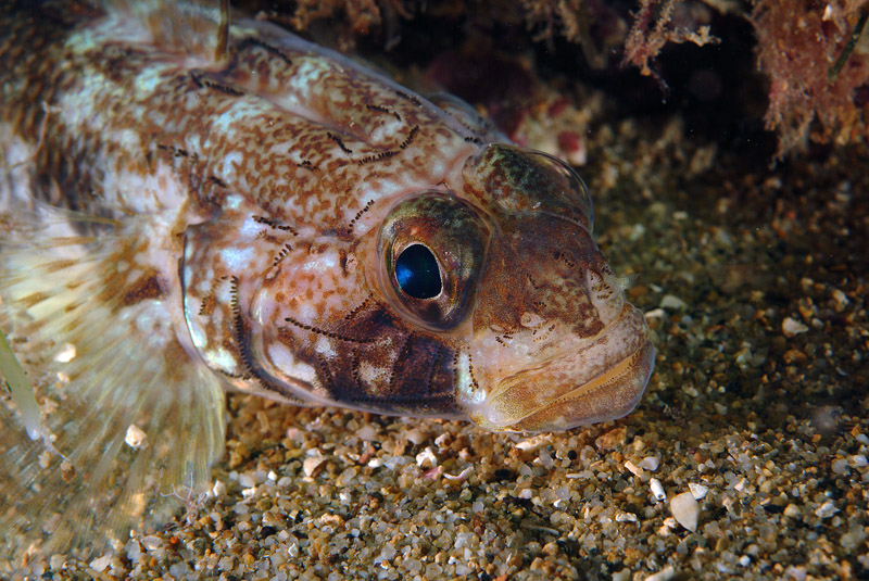 Gobius geniporus